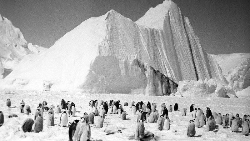 

Ученые предупредили о&nbsp;риске вымирания 99% императорских пингвинов из-за таяния Антарктиды

