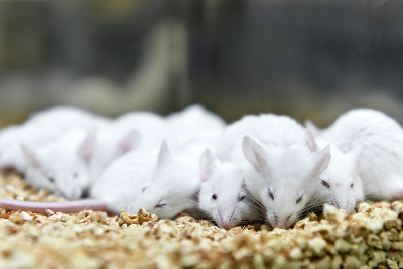 

Ученые нашли у&nbsp;мышей способность к&nbsp;стратегическому мышлению

