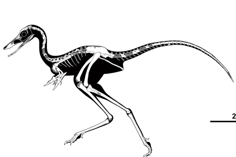 

В&nbsp;Аргентине открыли новый вид проворных травоядных динозавров

