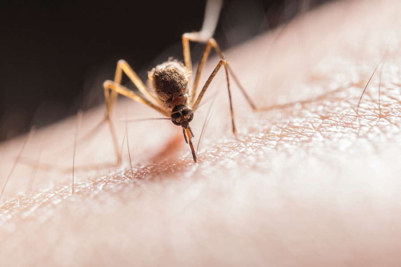 

Ученые предупредили о&nbsp;вторжениях самых опасных насекомых в&nbsp;мире из-за меняющегося климата

