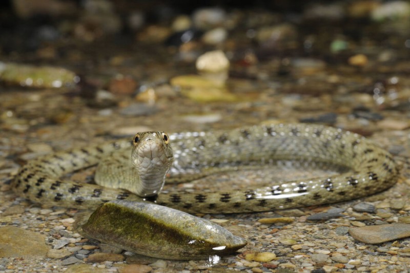 

Ученые выяснили, зачем некоторые змеи мажут себя кровью и калом

