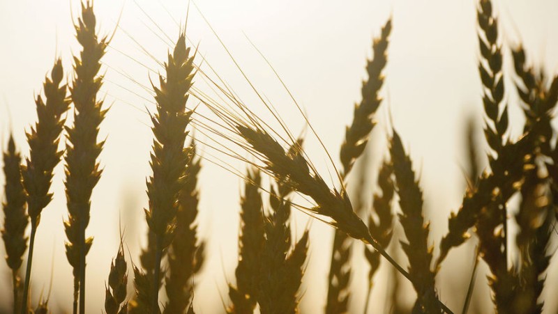 

Цены на&nbsp;пшеницу достигли максимума за&nbsp;восемь месяцев

