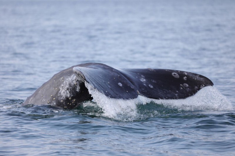 

Исхудавшие серые киты вернулись с&nbsp;южной зимовки в&nbsp;Кроноцкий залив

