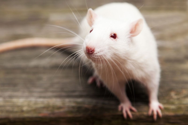 

В&nbsp;Испании у&nbsp;людей впервые обнаружили крысиное заболевание

